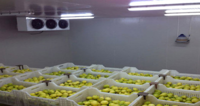 سردخانه میوه